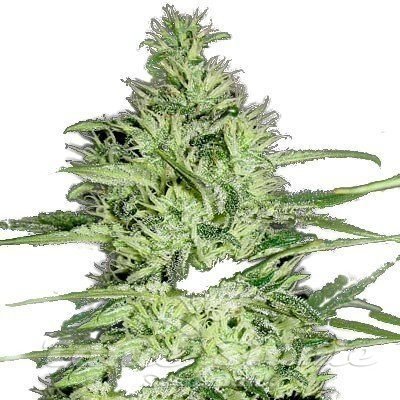 Nasiona Marihuany Ace Silver Haze - GREEN LABEL