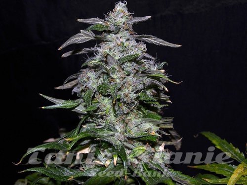 Nasiona Marihuany Blueberry 99 - GREENBUD SEEDS