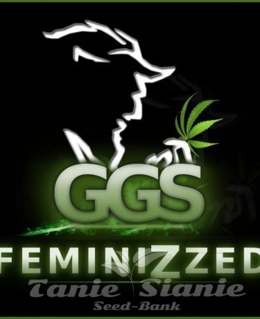Nasiona Marihuany Grzech Grow Seeds - Ambrosia x Guerilla Gold