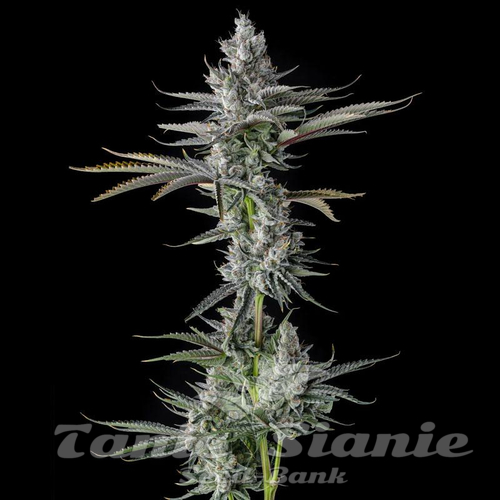 GuwopGreen - COMPOUND GENETICS