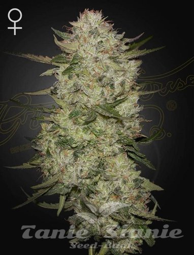 Nasiona Marihuany HighCloudZ Auto - GREEN HOUSE SEEDS