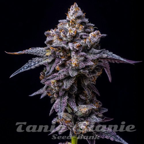 Hollywood - COOKIES SEEDS