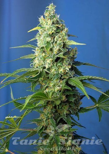 Nasiona Marihuany Honey Peach Auto CBD - SWEET SEEDS