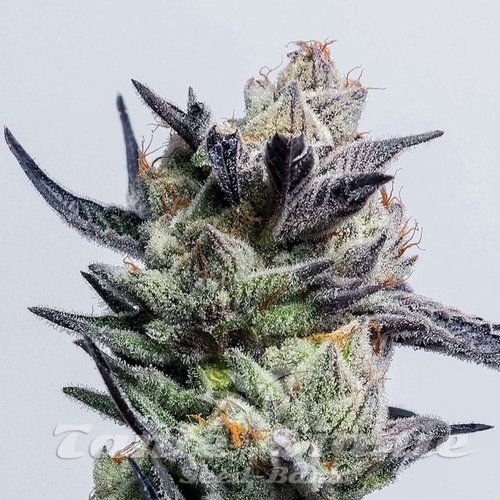 Huckleberry Punch - ELEV8 SEEDS