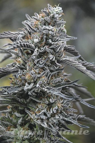 Nasiona Marihuany Black D.O.G. - HUMBOLDT SEED