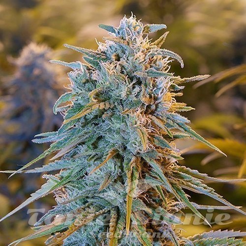 Nasiona Marihuany Blue Dream - HUMBOLDT SEED