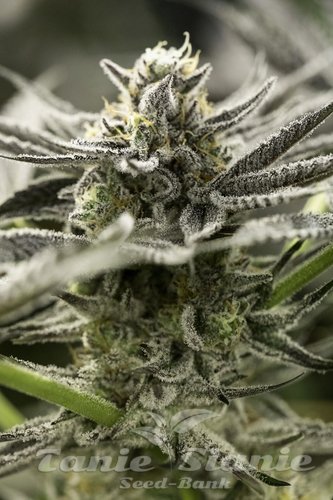 Nasiona Marihuany Fast Flowering OGKZ - HUMBOLDT SEED