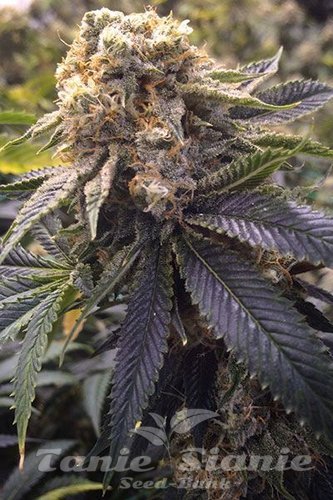 Nasiona Marihuany Lost Coast Hashplant - HUMBOLDT SEED