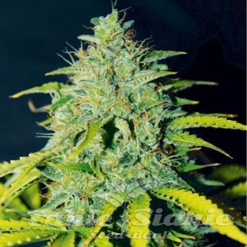 Ice Cream Cake Auto