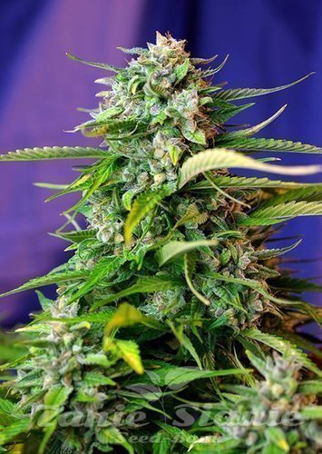 Nasiona Marihuany Jack 47 Auto - SWEET SEEDS
