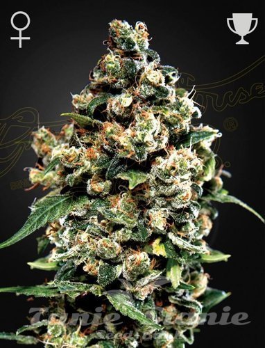 Nasiona Marihuany Jack Herer - GREEN HOUSE SEEDS