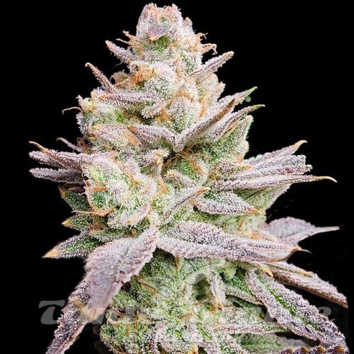 Jokerz Auto