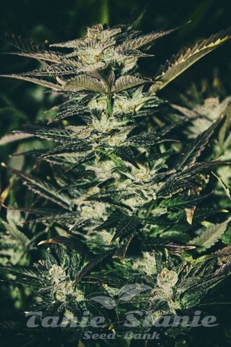 Nasiona Marihuany Jupiter OG Kush - THE CALI CONNECTION