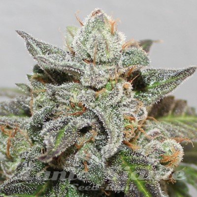 Nasiona Marihuany Kalidonia - ACE SEEDS