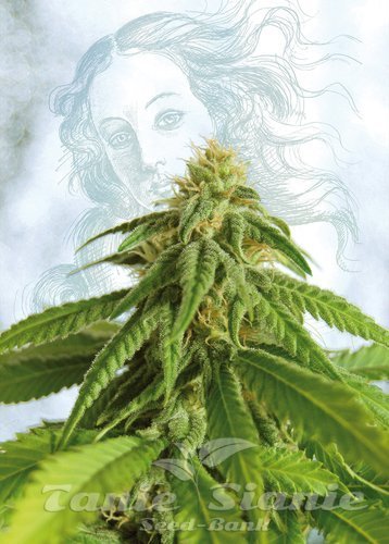 Nasiona Marihuany Afrodite - KANNABIA SEED