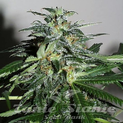 Nasiona Marihuany Cyber Cristal - KC BRAINS
