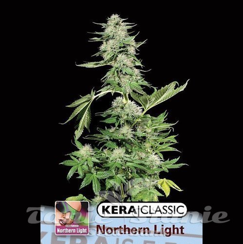 Nasiona Marihuany Northern Light - KERA SEEDS