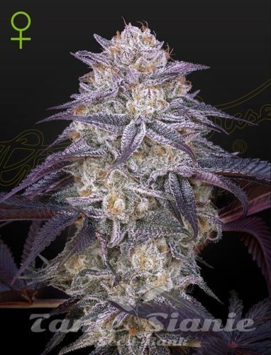 Nasiona Marihuany King's Juice Auto - GREEN HOUSE SEEDS