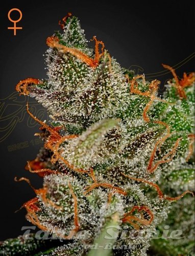Nasiona Marihuany King's Kush - GREEN HOUSE SEEDS