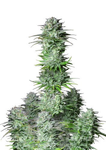 Nasiona Marihuany Kosher Cake Auto - FASTBUDS