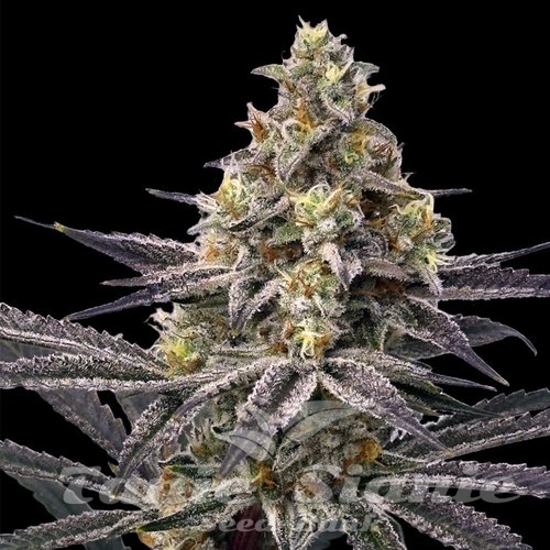 Lemon Cherry Gelato