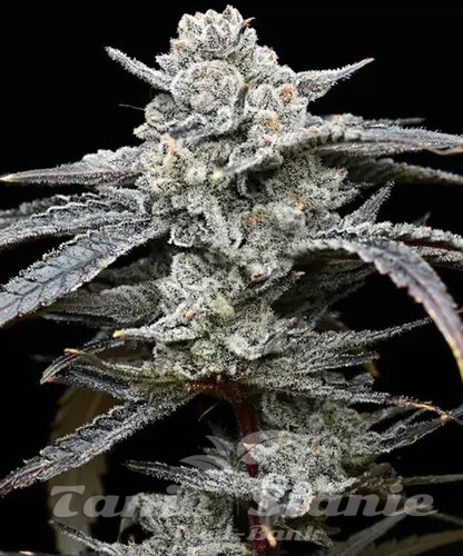Nasiona Marihuany Lemon Cherry Gelato - BARNEY'S FARM
