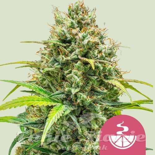 Nasiona Marihuany Lemon Skunk - ROYAL QUEEN SEEDS