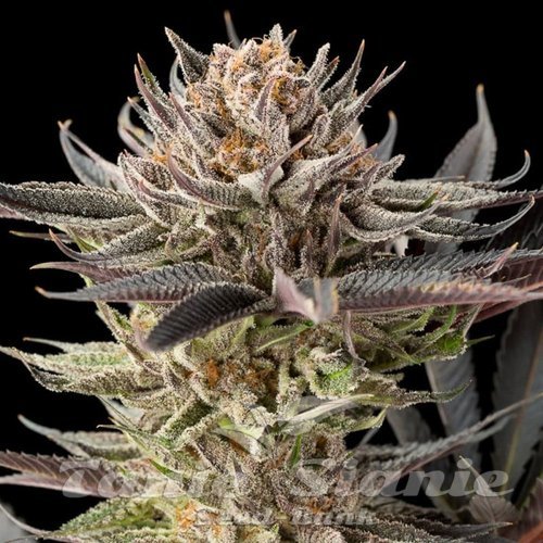 Lemon Tree 2.0 - SILENT SEEDS