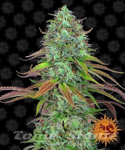 Nasiona Marihuany LSD Auto - BARNEY'S FARM