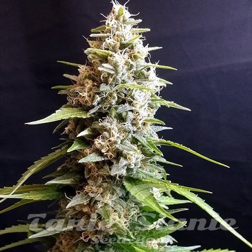 Nasiona Marihuany Maltezerz - G13 LABS