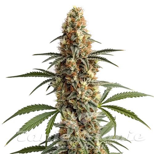 Mamba Negra - BLIMBURN SEEDS