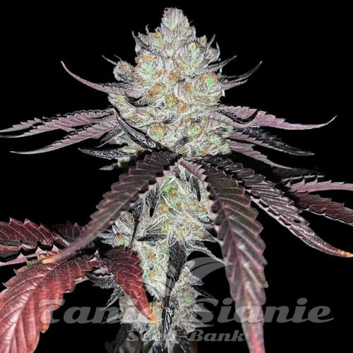 Marshmellow OG - COMPOUND GENETICS
