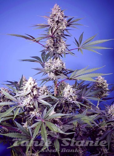 Nasiona Marihuany Mental Rainbow F1 Fast Version - SWEET SEEDS
