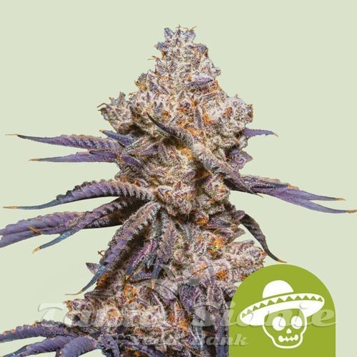 Nasiona Marihuany Mexican Rush Auto - ROYAL QUEEN SEEDS