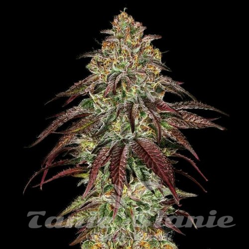 Mimosa x Orange Punch Auto