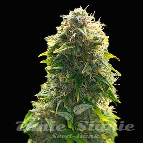 Mimosa x Wedding Cake Auto