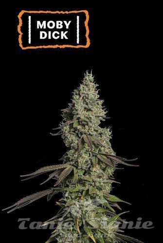 Moby Dick Auto - SEED STOCKERS