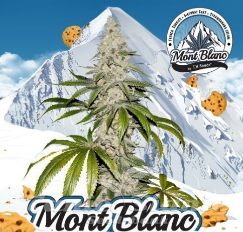 Nasiona Marihuany Mont Blanc - T.H. Seeds