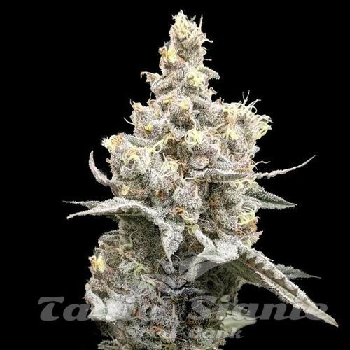 Moonshine Cookies Auto
