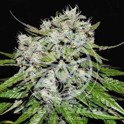 Nasiona Marihuany Neville's Rose Auto - DELICIOUS SEEDS