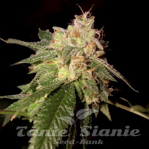 Nasiona Marihuany OG Kush - DNA GENETICS