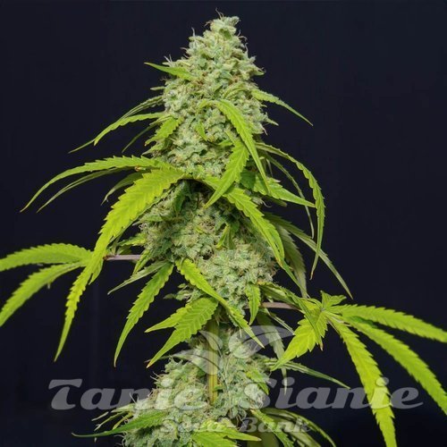 Nasiona Marihuany Orange Kush Auto - EVA SEEDS
