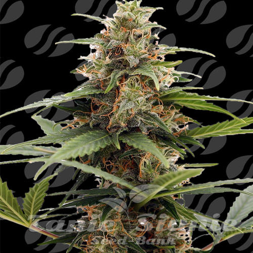 Nasiona Marihuany Orange Ooze - ORIGINAL SENSIBLE SEEDS