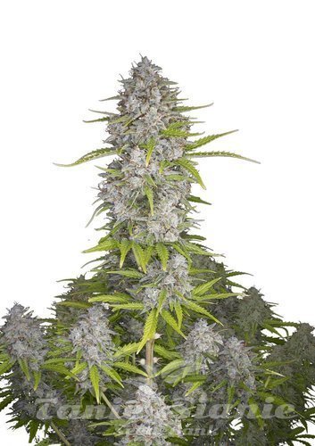 Nasiona Marihuany Orange Sherbet Auto - FASTBUDS