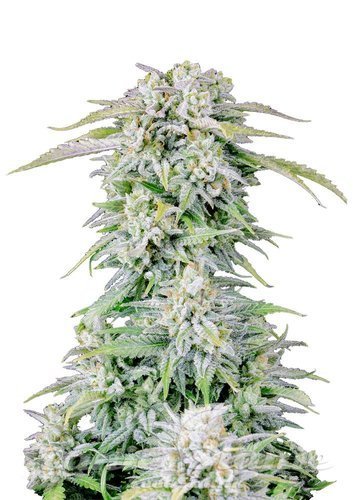 Nasiona Marihuany Original Afghan Kush Auto - FASTBUDS