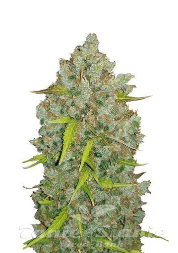 Nasiona Marihuany Original Auto Bubblegum - FASTBUDS