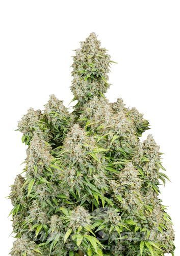 Nasiona Marihuany Original Cinderella Auto - FASTBUDS
