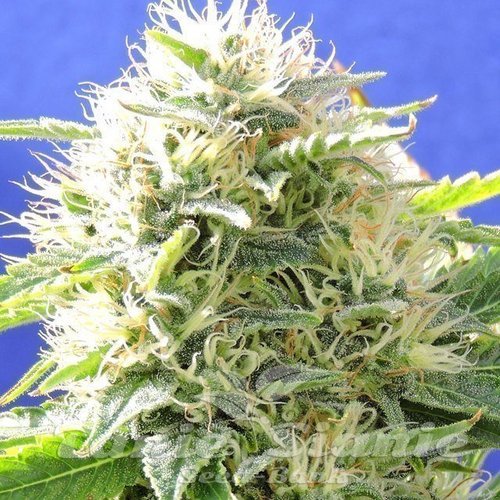 Nasiona Marihuany Black Destroyer - Original Sensible Seeds