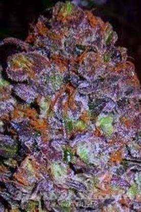 Nasiona Marihuany Purple Haze Auto - Original Sensible Seeds
