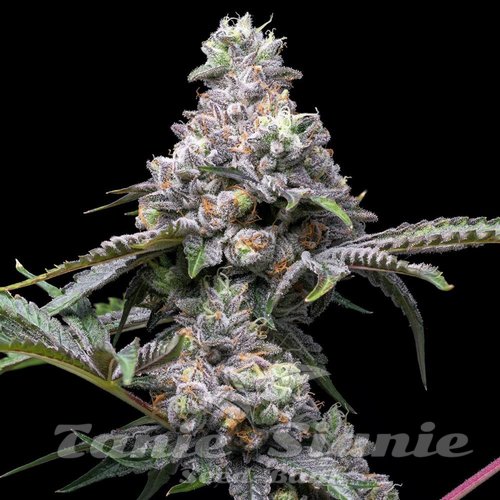 Papaya x Hollywood - COOKIES SEEDS